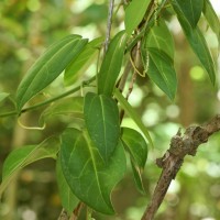 Zanonia indica subsp. indica L.